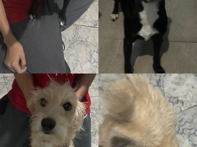Pandora e Mel (Adoção Urgente)