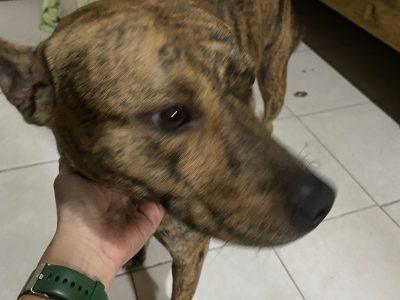 Sol (Adoção Urgente)
