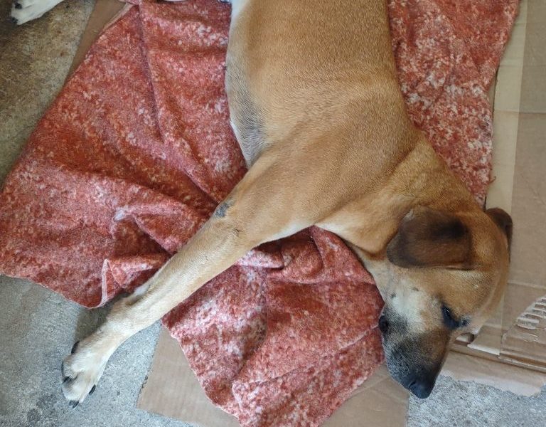 Spike (Adoção Urgente)