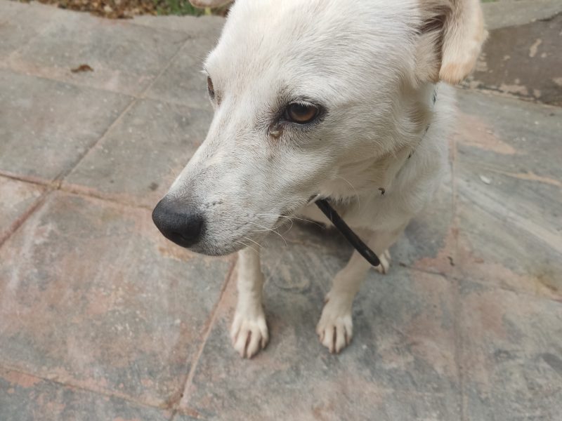 Luke (Adoção Urgente)