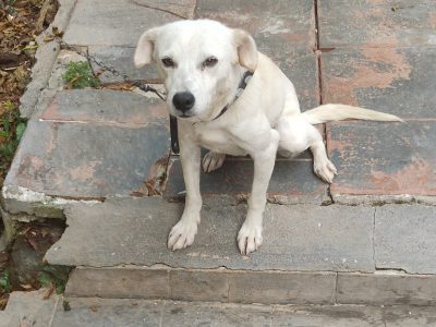 Luke (Adoção Urgente)