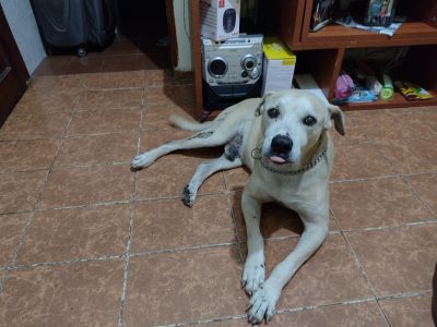 Cabuloso (Adoção Urgente)