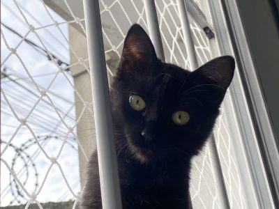 Zoe (Adoção Urgente)
