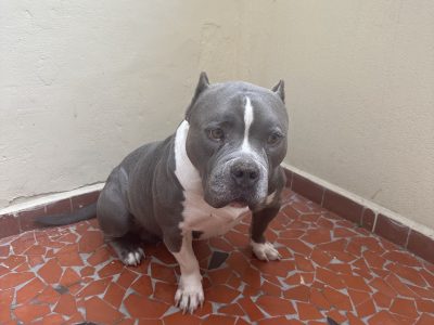Sthitch (Adoção Urgente)