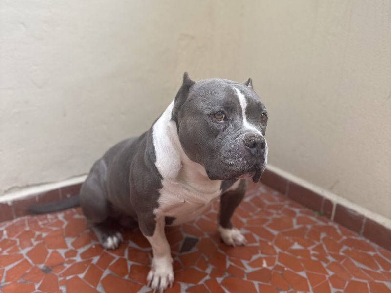 Sthitch (Adoção Urgente)