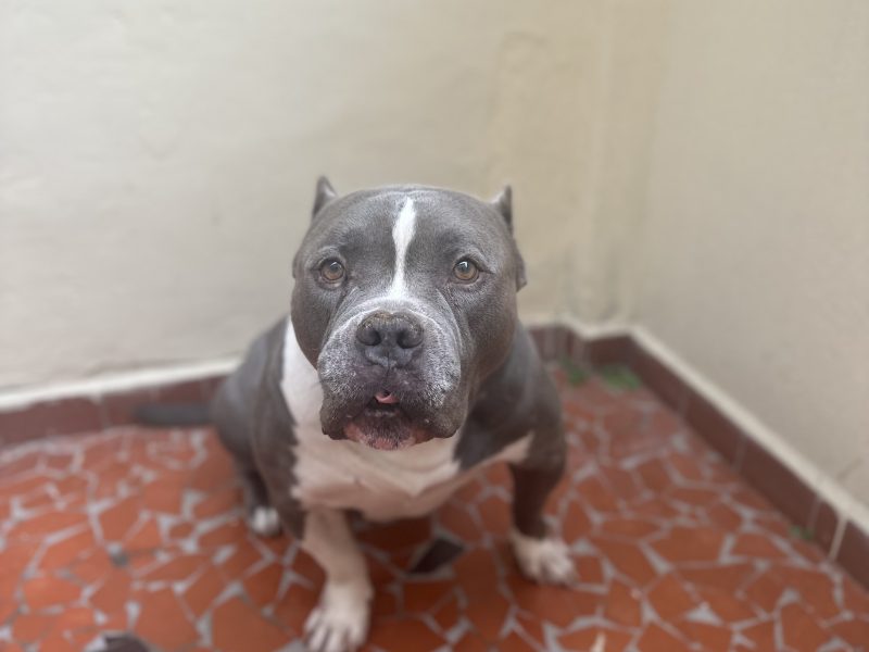 Sthitch (Adoção Urgente)