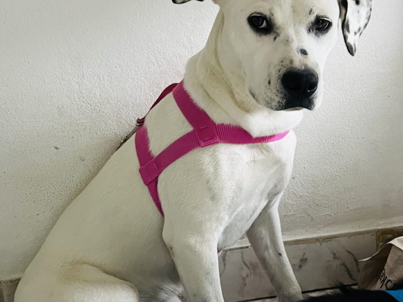 Jade (Adoção Urgente)