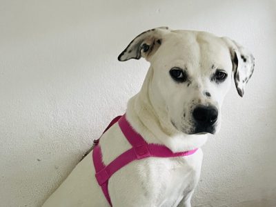 Jade (Adoção Urgente)