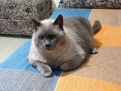 Bento e Luna (Adoção Urgente)