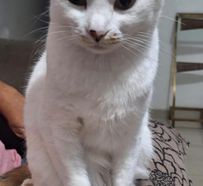 Bento e Luna (Adoção Urgente)