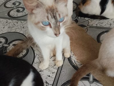 Gatos (Adoção Urgente)