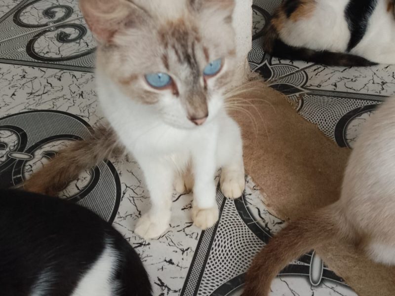 Gatos (Adoção Urgente)
