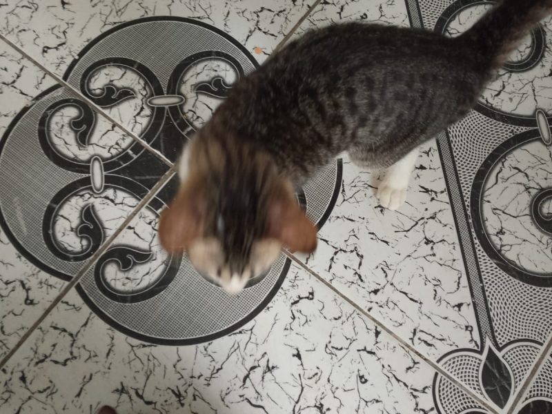 Gatos (Adoção Urgente)