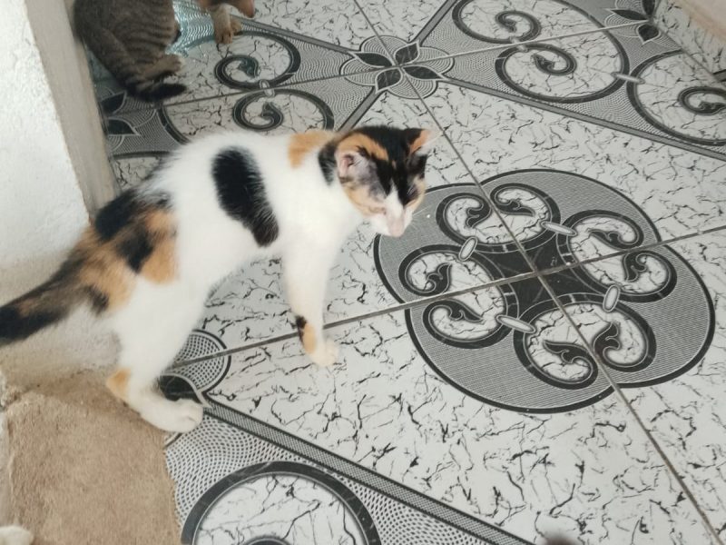 Gatos (Adoção Urgente)