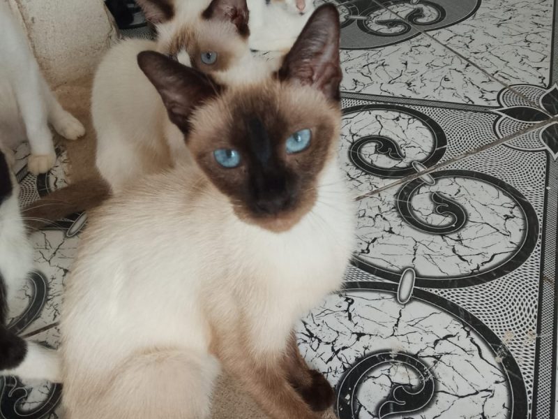 Gatos (Adoção Urgente)