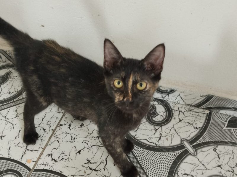 Gatos (Adoção Urgente)