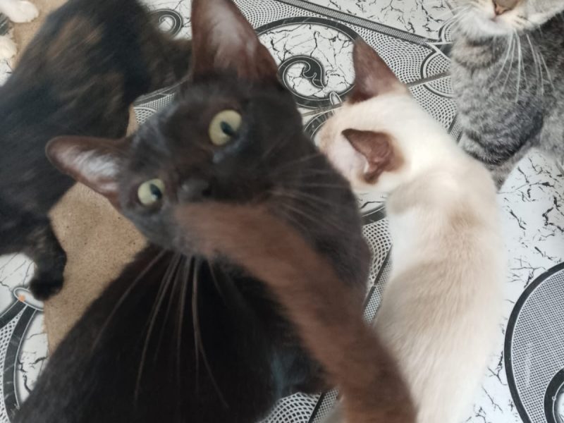 Gatos (Adoção Urgente)