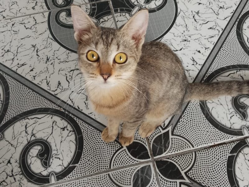 Gatos (Adoção Urgente)