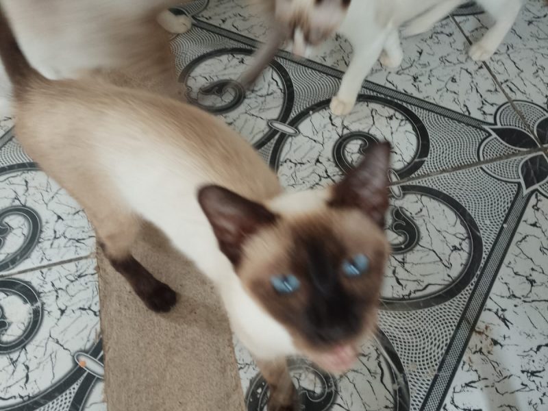 Gatos (Adoção Urgente)