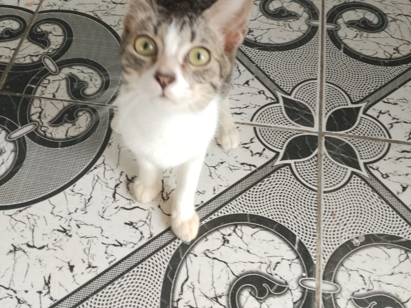 Gatos (Adoção Urgente)