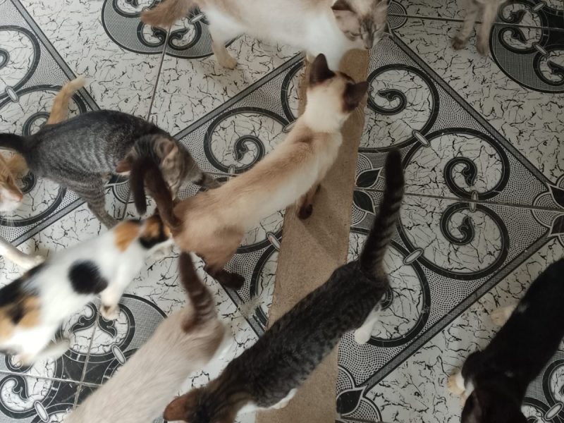Gatos (Adoção Urgente)