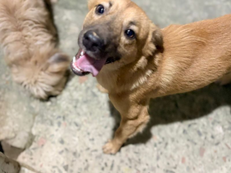2 Cães (Adoção Urgente)