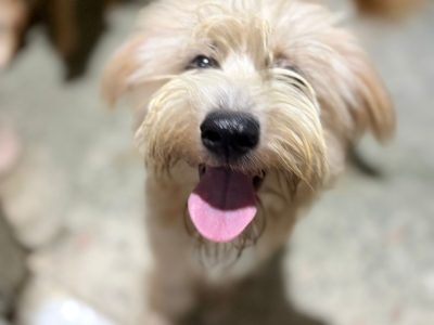 2 Cães (Adoção Urgente)