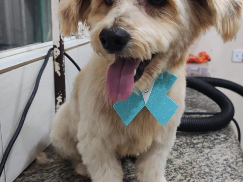 Billy (Adoção Urgente)