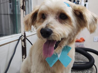 Billy (Adoção Urgente)