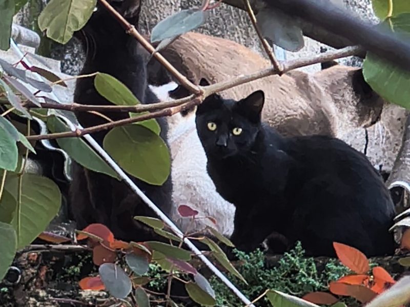 Gatos (Adoção Urgente)