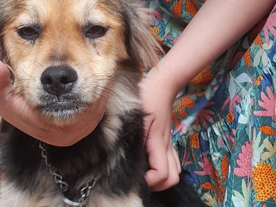 2 Cães (Adoção Urgente)