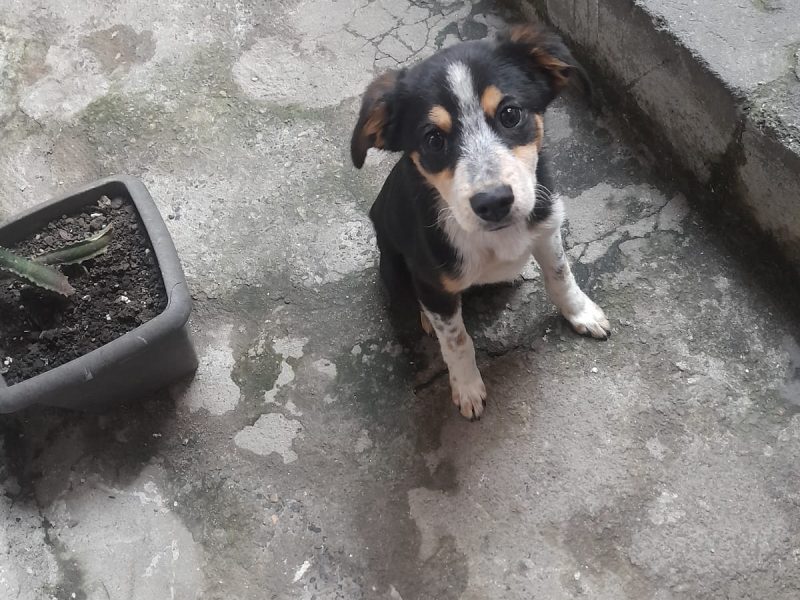 2 Cães (Adoção Urgente)