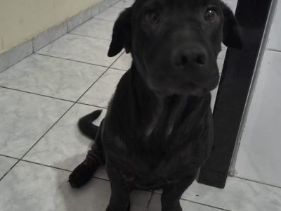 Zayan (Adoção Urgente)