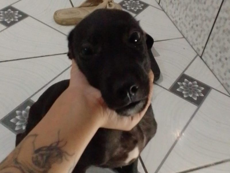 3 Filhotes (Adoção Urgente)