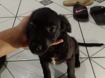 3 Filhotes (Adoção Urgente)