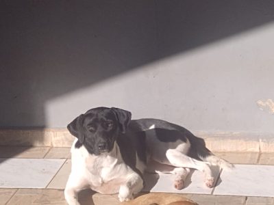 2 Cães (Adoção Urgente)