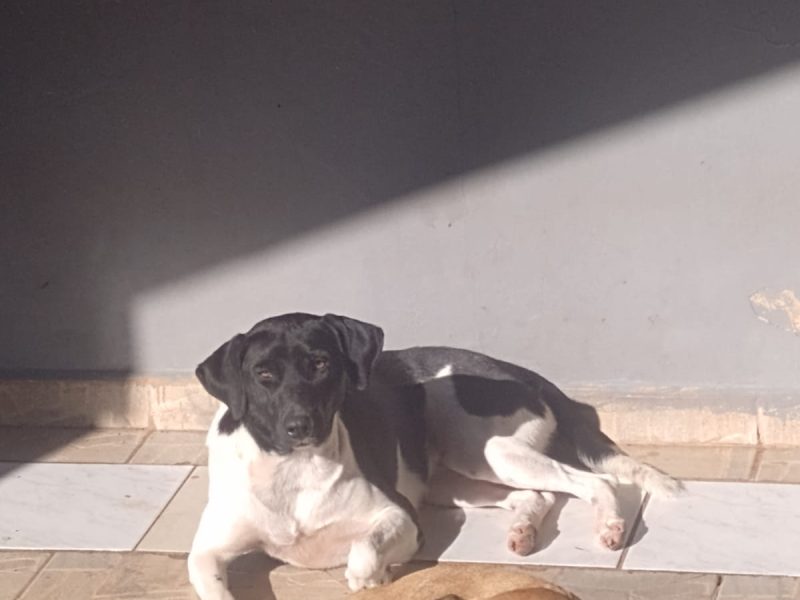 2 Cães (Adoção Urgente)