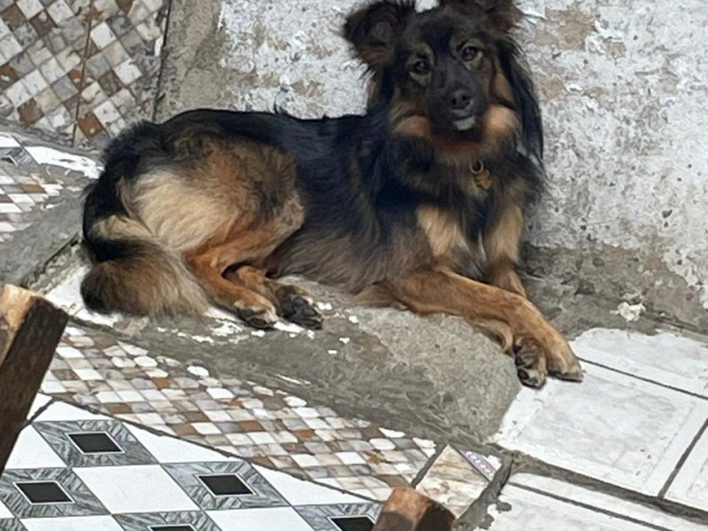 Bob (Adoção Urgente)