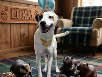 Luka (Adoção Urgente)