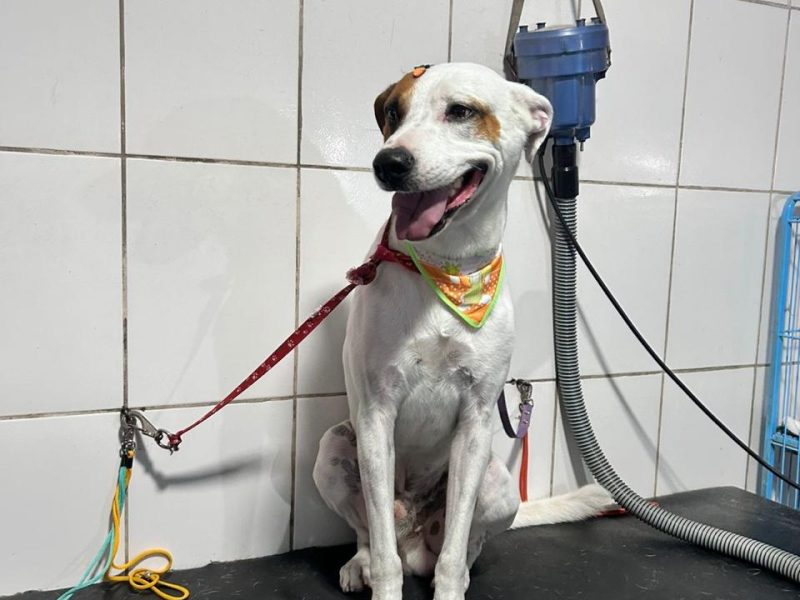 Luka (Adoção Urgente)