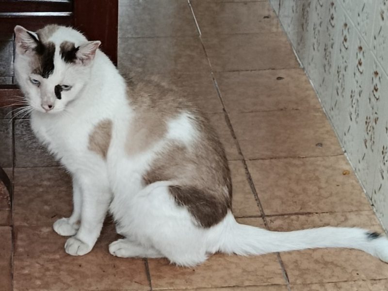 2 Gatos (Adoção Urgente)