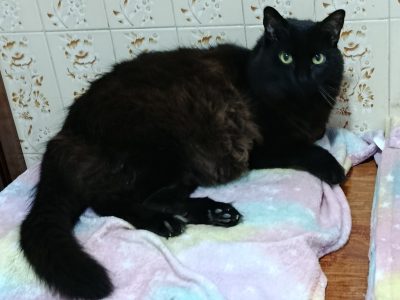 2 Gatos (Adoção Urgente)