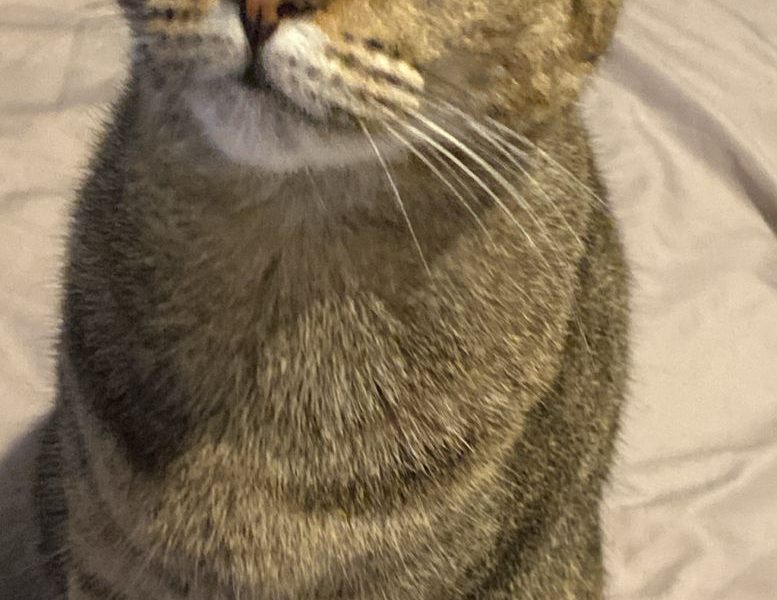 2 Gatos (Adoção Urgente)