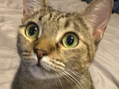 2 Gatos (Adoção Urgente)