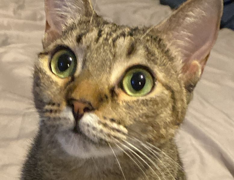 2 Gatos (Adoção Urgente)