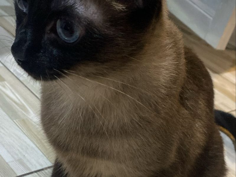 2 Gatos (Adoção Urgente)