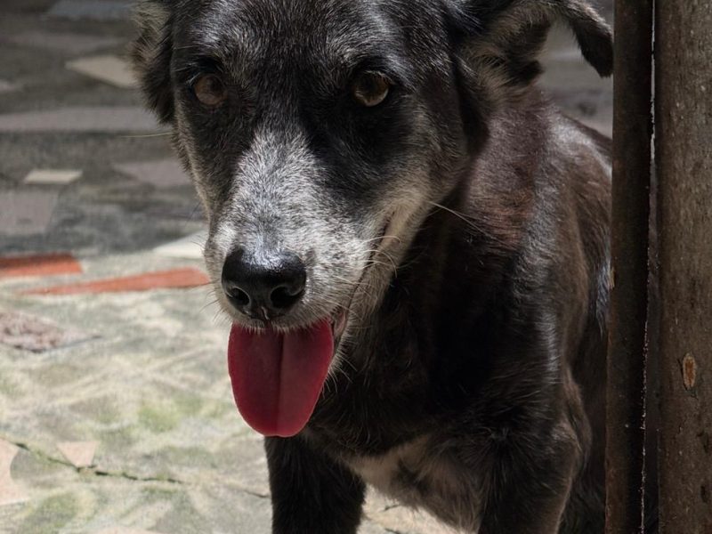 Mell (Adoção Urgente)