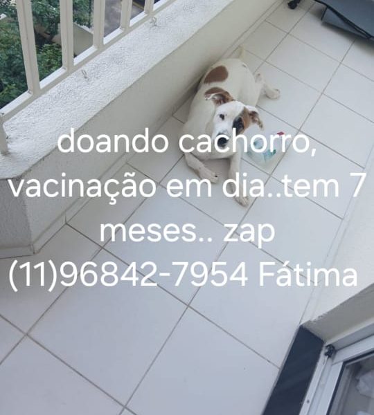 Porte M (Adoção Urgente)