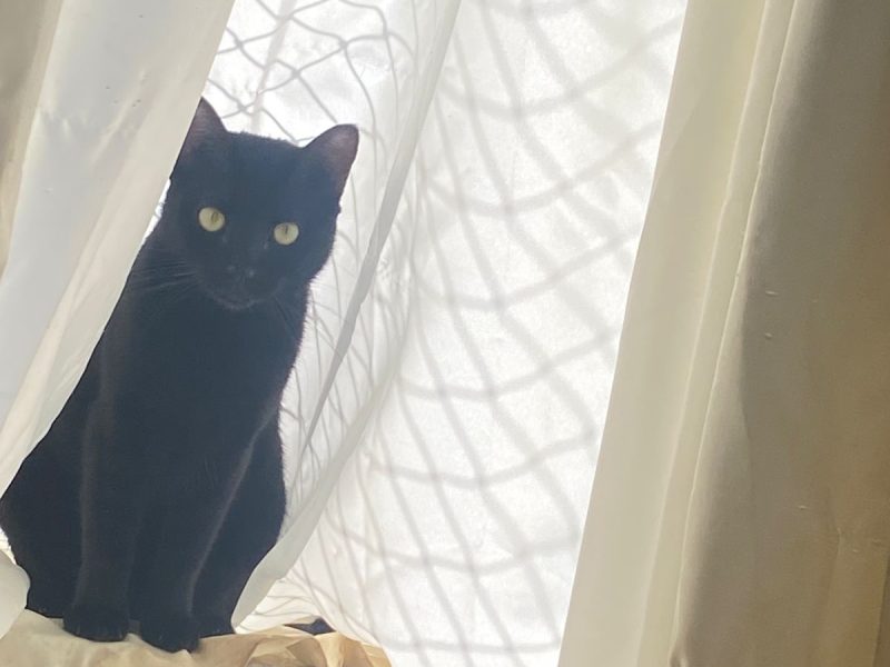 2 Gatas (Adoção Urgente)