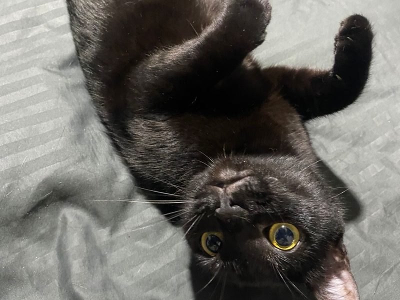 2 Gatas (Adoção Urgente)